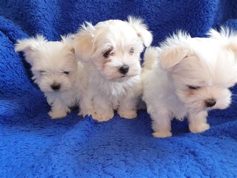 maltese for sale in atlanta|maltese puppies for sale.